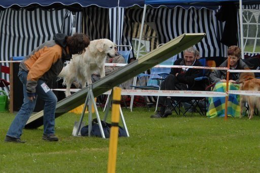 Agility 2008 – photo 10