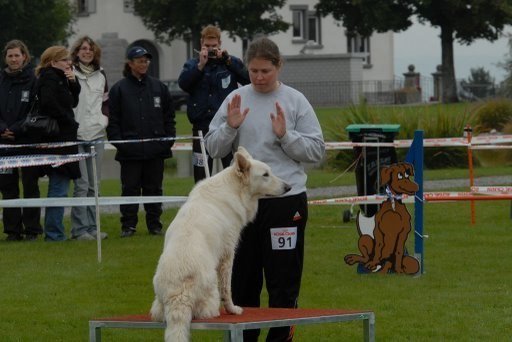 Agility 2008 – photo 13