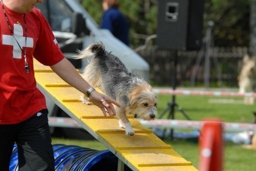 Agility 2008 – photo 15