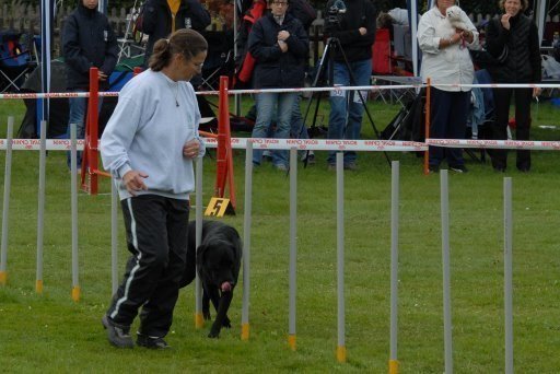 Agility 2008 – photo 16