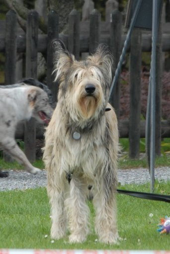 Agility 2008 – photo 17