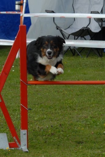 Agility 2008 – photo 19