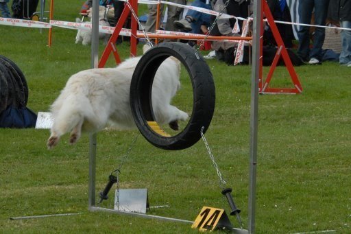 Agility 2008 – photo 20