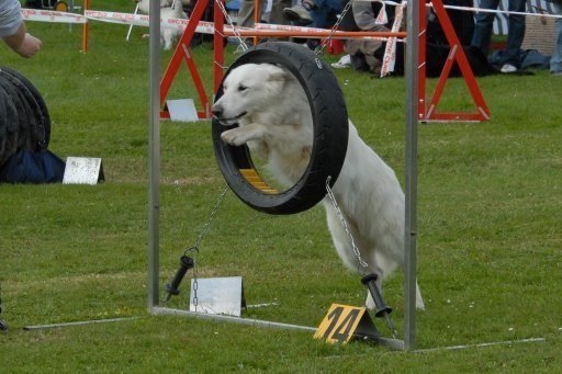 Agility 2008 – photo 21