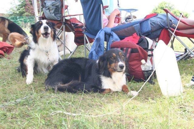 Agility 2008 – photo 44