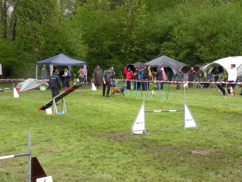 Concours agility 2015
