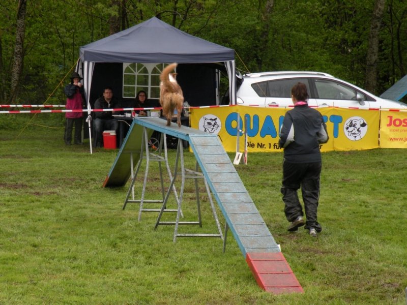 Concours agility 2015 – photo 2