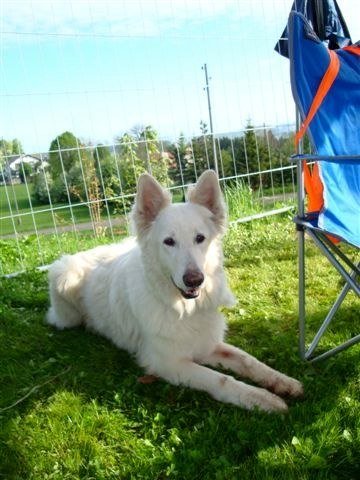 Agility 2009 – photo 28