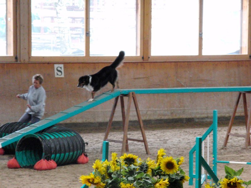 Championnat suisse agility 2010 – photo 35