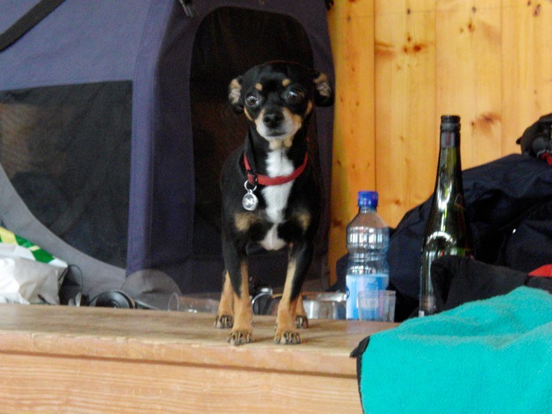 Championnat suisse agility 2010 – photo 44