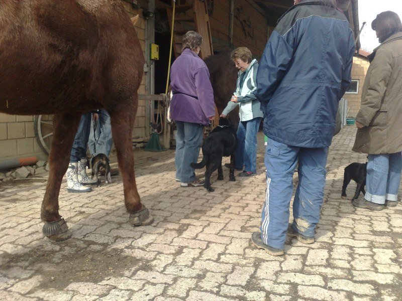 Classe chiots à la ferme 2010 – photo 7