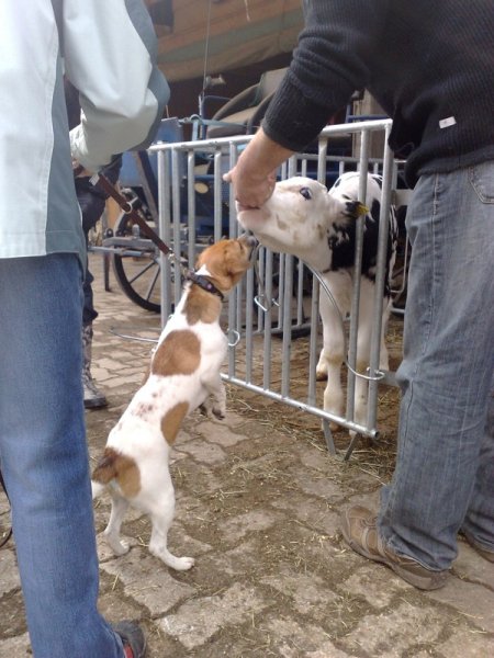 Classe chiots à la ferme 2010 – photo 8