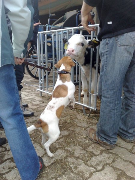 Classe chiots à la ferme 2010 – photo 9