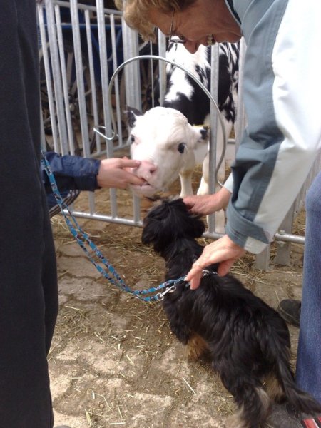 Classe chiots à la ferme 2010 – photo 10