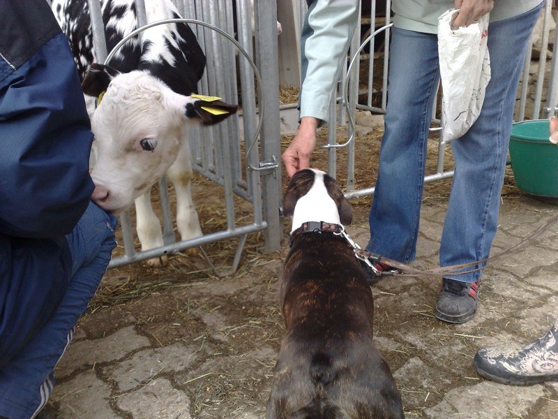 Classe chiots à la ferme 2010 – photo 12