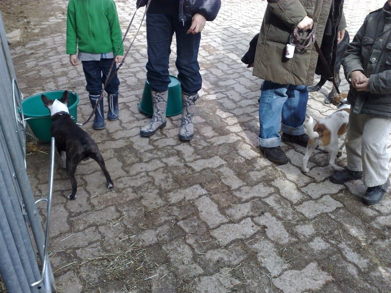 Classe chiots à la ferme 2010 – photo 13
