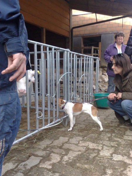 Classe chiots à la ferme 2010 – photo 15
