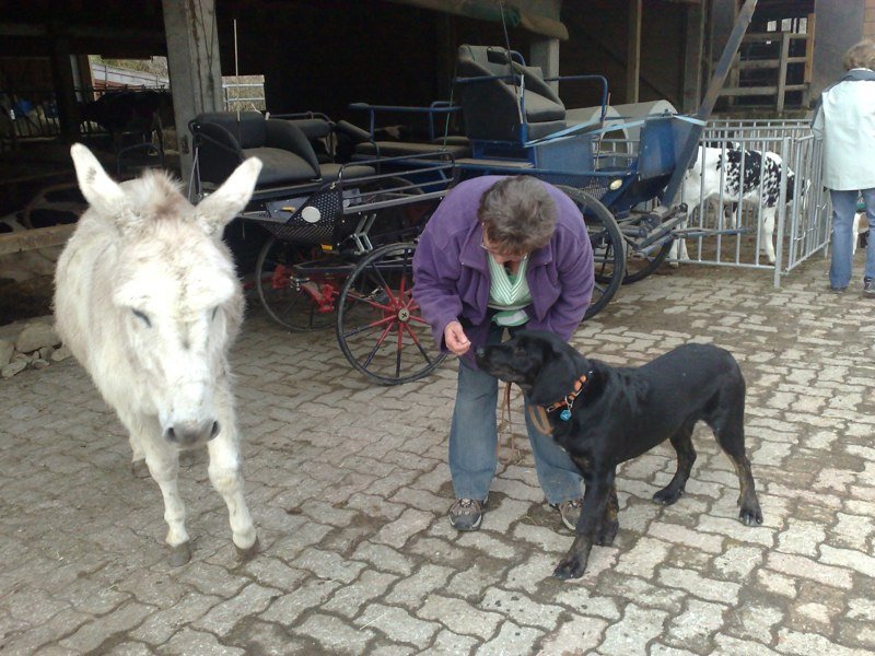 Classe chiots à la ferme 2010 – photo 17