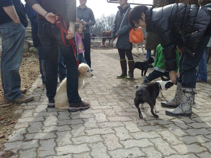 Classe chiots à la ferme 2010 – photo 18