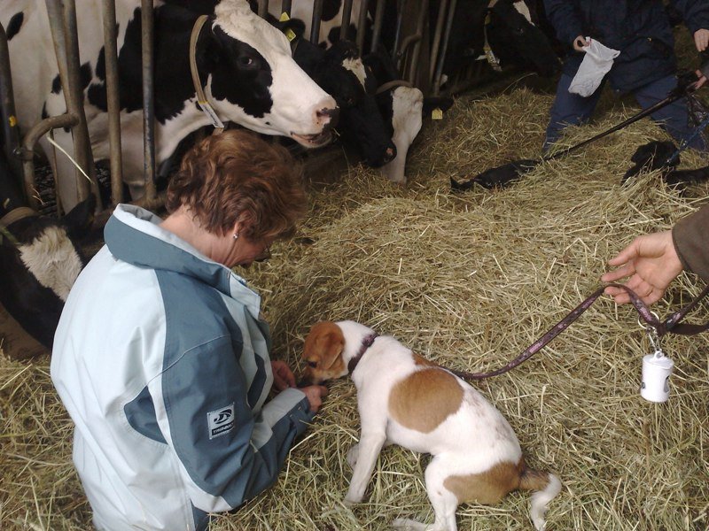 Classe chiots à la ferme 2010 – photo 21