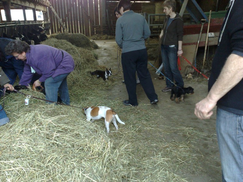 Classe chiots à la ferme 2010 – photo 25