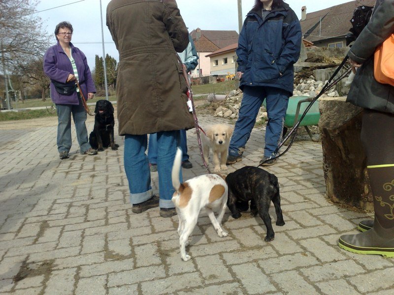 Classe chiots à la ferme 2010 – photo 32