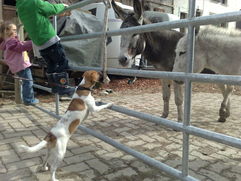Classe chiots à la ferme 2010 – photo 33