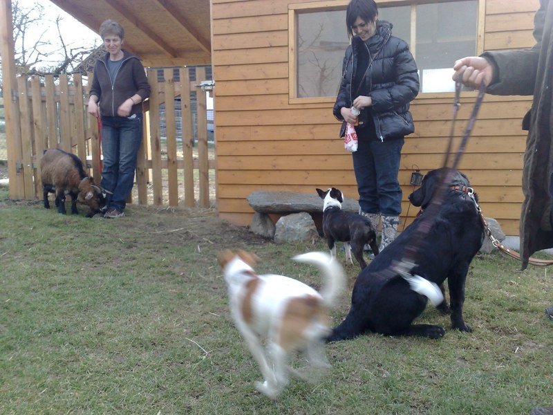 Classe chiots à la ferme 2010 – photo 34