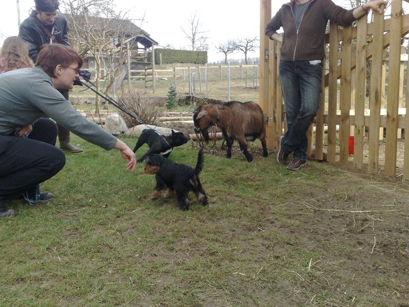 Classe chiots à la ferme 2010 – photo 35