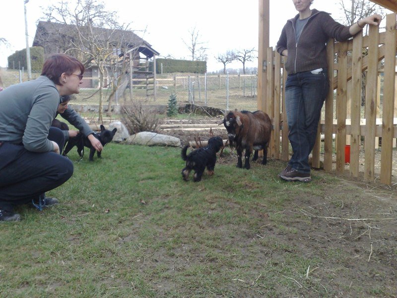 Classe chiots à la ferme 2010 – photo 36