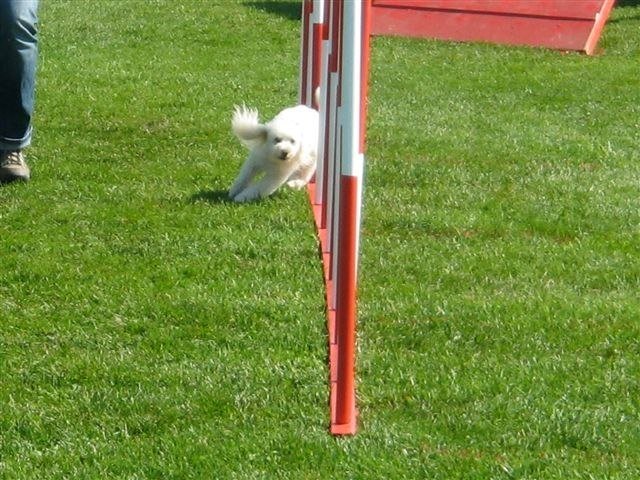 Concours La Spirale 2010 – photo 24