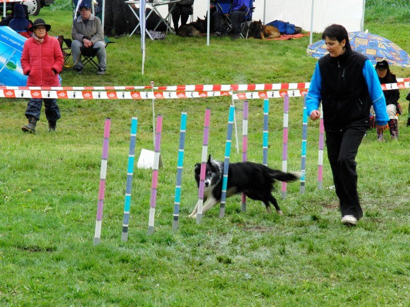 Concours agility 2010 – photo 13