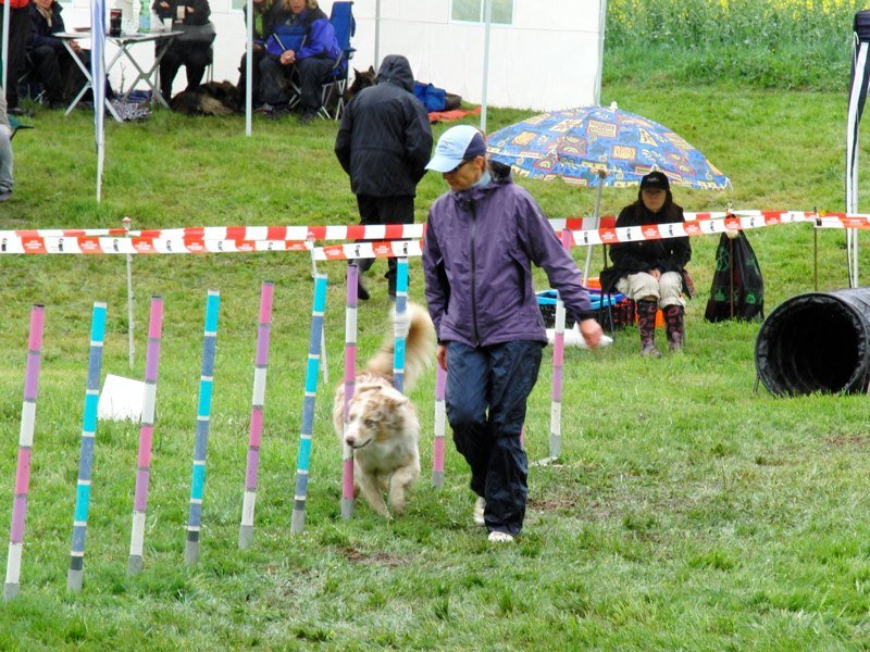 Concours agility 2010 – photo 17
