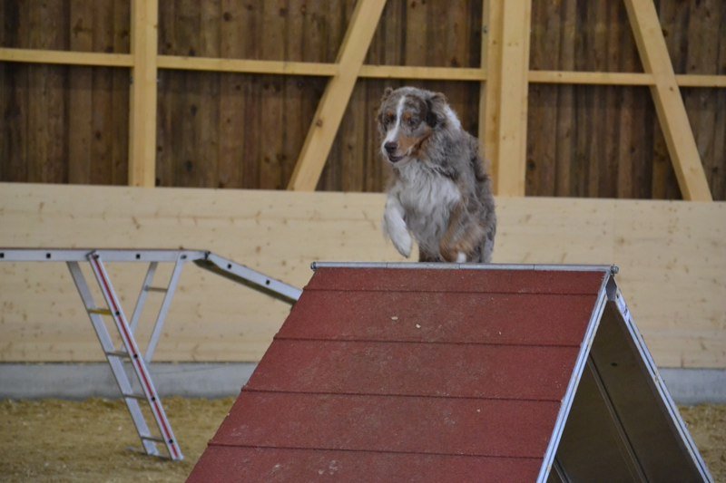 Championnat suisse agility 2011 – photo 6