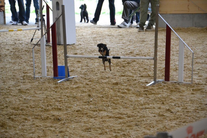 Championnat suisse agility 2011 – photo 10