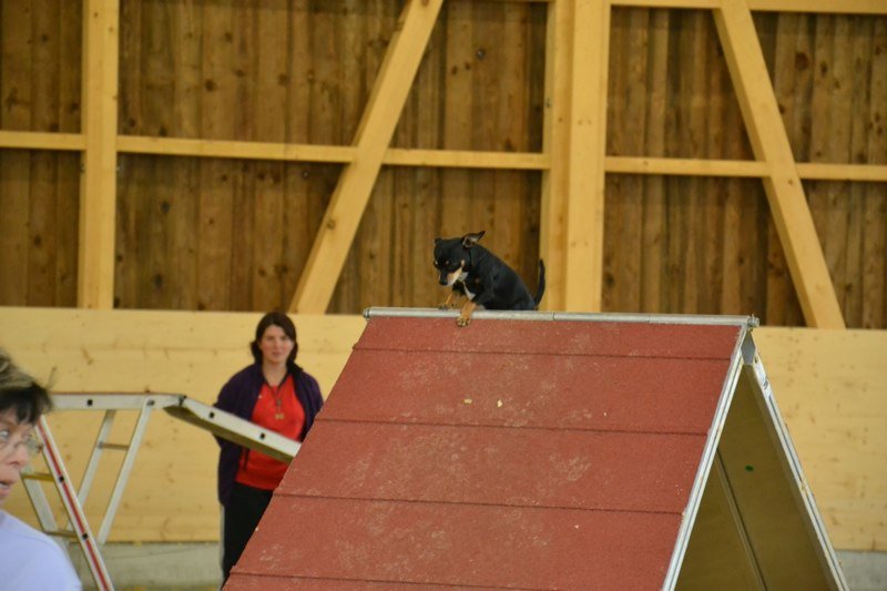 Championnat suisse agility 2011 – photo 11