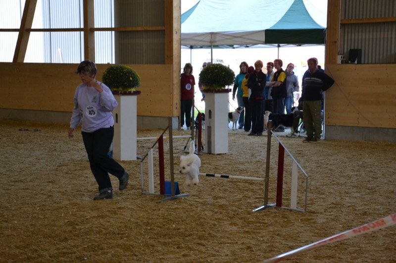 Championnat suisse agility 2011 – photo 19