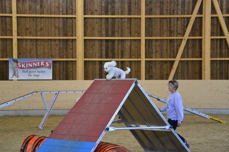 Championnat suisse agility 2011 – photo 20