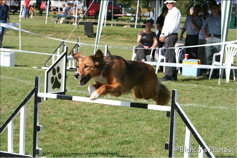 Agility 2007 – photo 3
