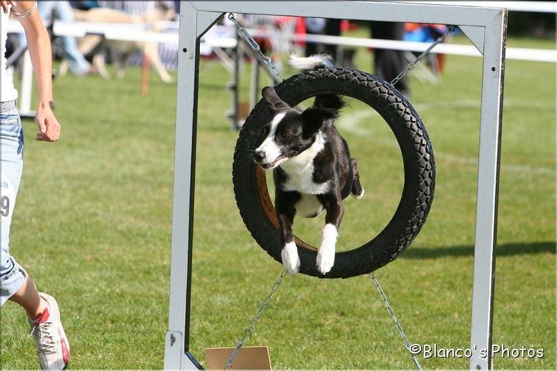 Agility 2007 – photo 4