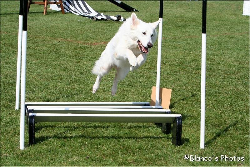 Agility 2007 – photo 5