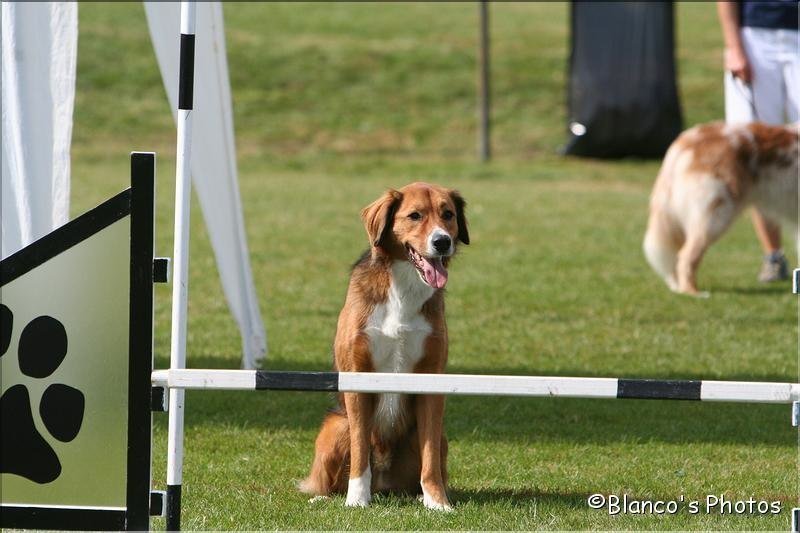 Agility 2007 – photo 6