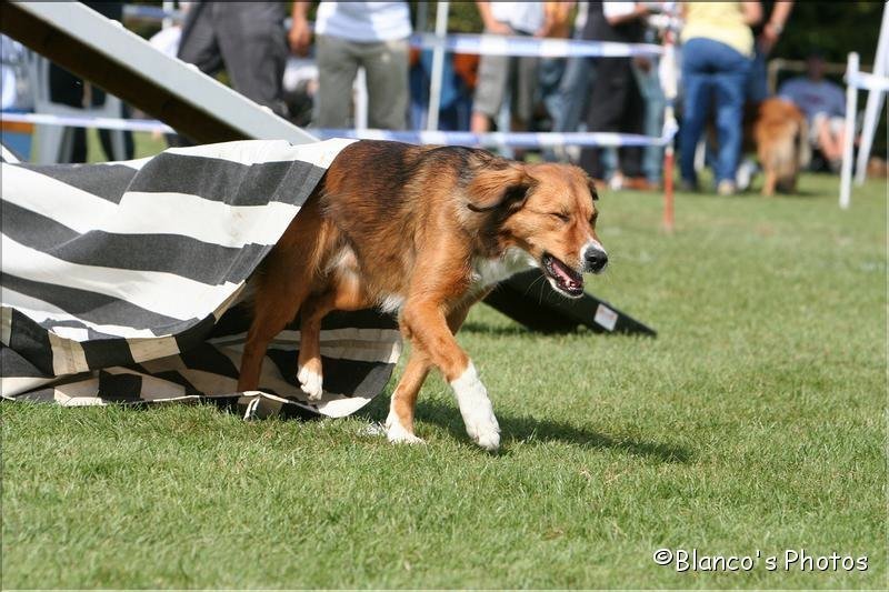 Agility 2007 – photo 7