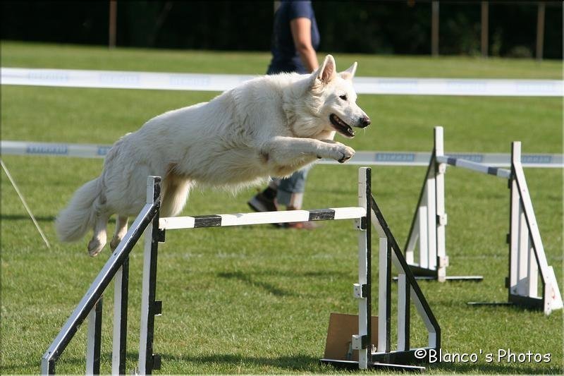 Agility 2007 – photo 8
