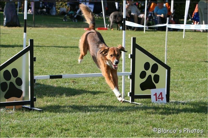 Agility 2007 – photo 9