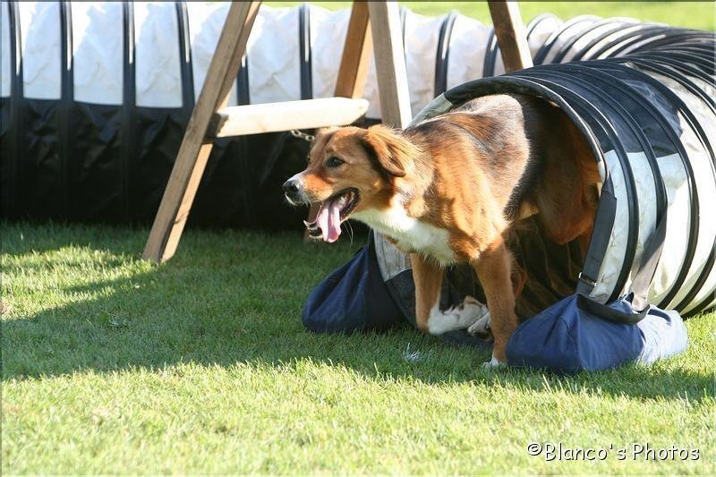 Agility 2007 – photo 10