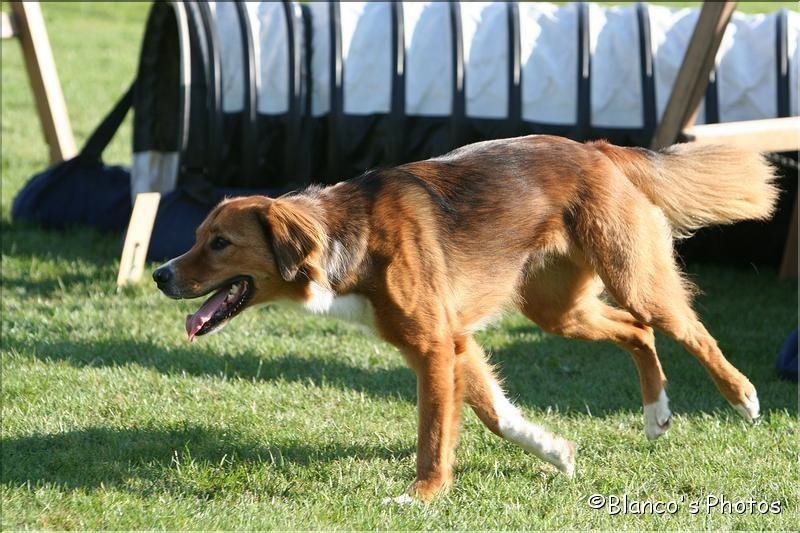 Agility 2007 – photo 11