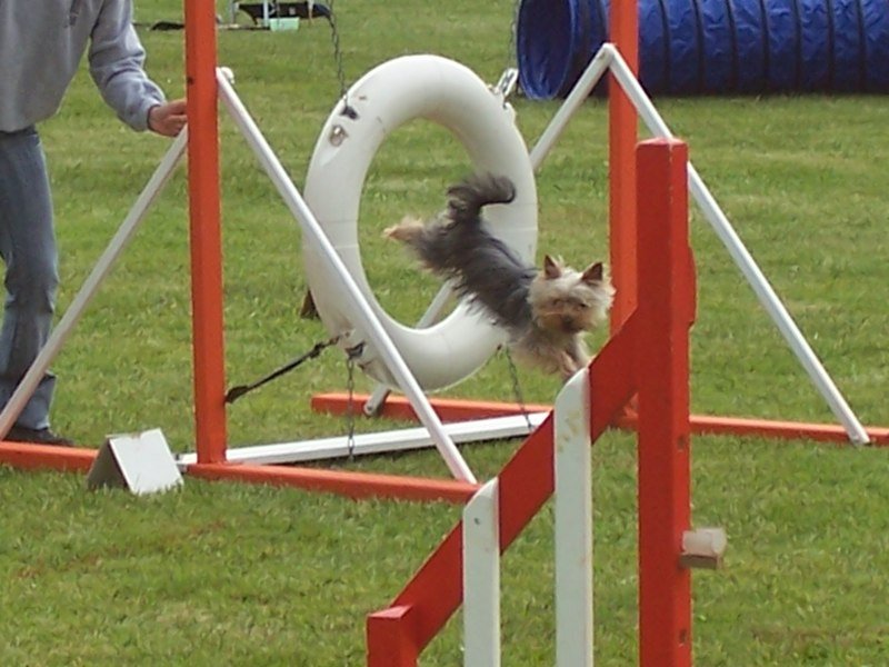 Agility 2007 – photo 15