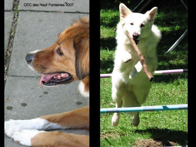 Agility 2007 – photo 24