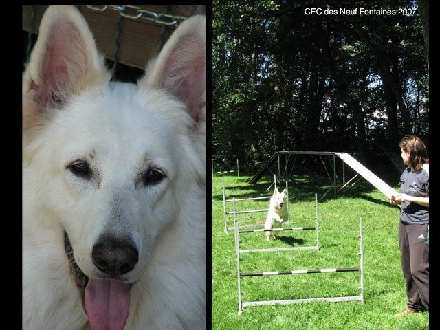 Agility 2007 – photo 25